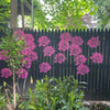 FloraBloom™ | Sofort beeindruckende Blumenwände - 1+1 GRATIS (6 Stück pro Packung)